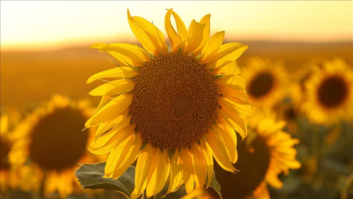 Gümrük vergileri, 1 Ekim prestijiyle yağlık ayçiçeği tohumu ithalatında yüzde