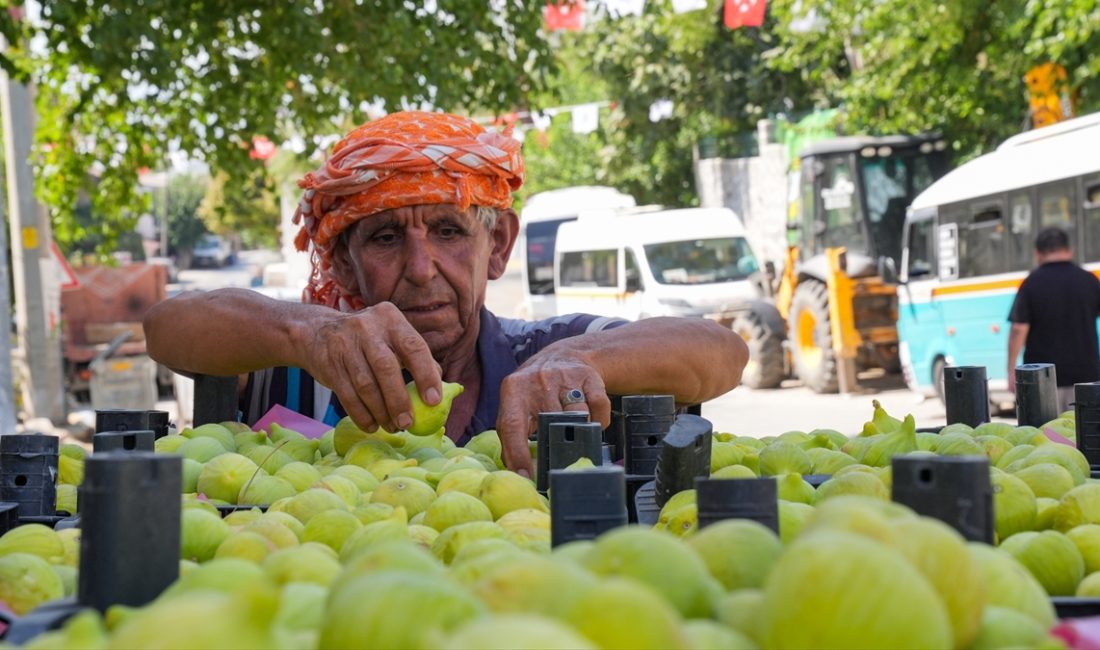Torbalı ilçesindeki üreticiler, Bardakçık incirini kooperatif aracılığıyla daha kolay ve