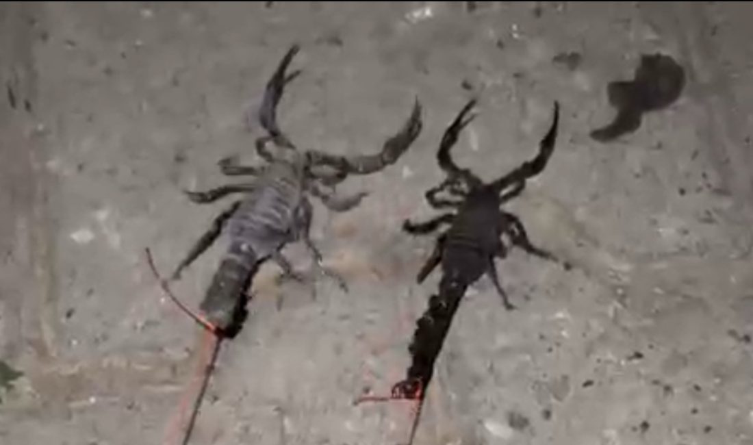 Kozluk ilçesinde Tuzlagözü köyünü istila eden akrepler, köylülerin hayatını kabusa
