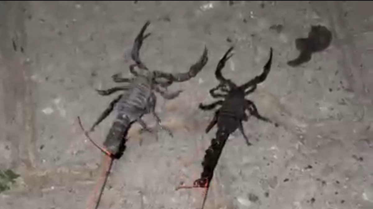 Kozluk ilçesinde Tuzlagözü köyünü istila eden akrepler, köylülerin hayatını kabusa