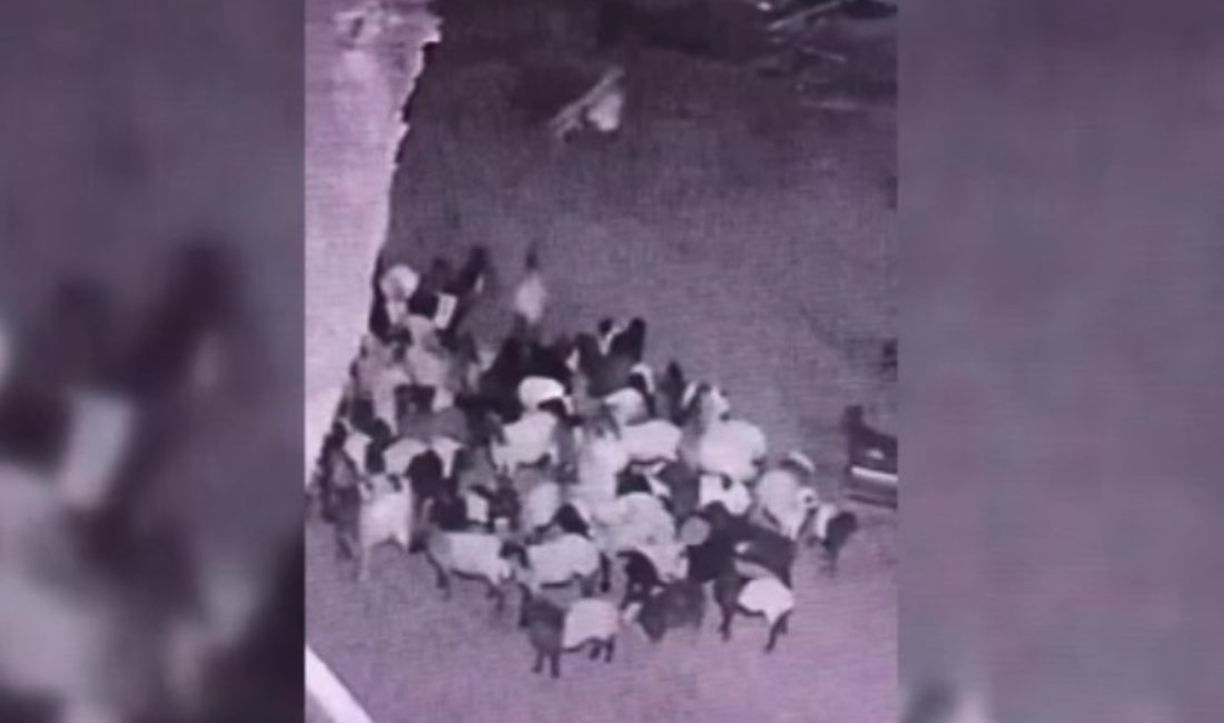 Beşiri ilçesinde bir ağıla giren kurt, koyunlardan birini alıp kaçtı.