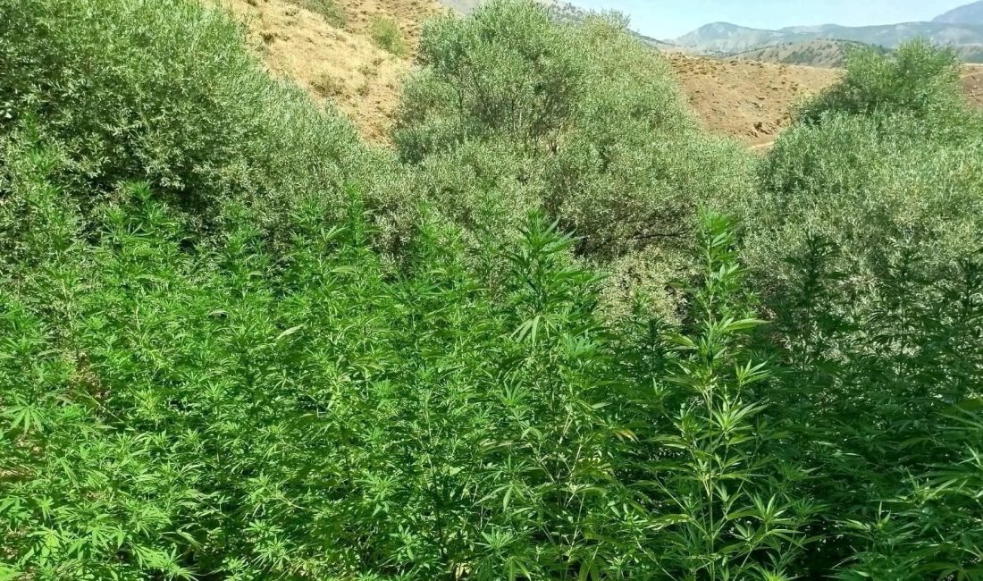 Bingöl’de jandarma grupları tarafından yapılan çalışmada, bin 40 kök kenevir