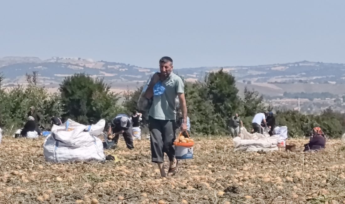 İnegöl ilçesinde bir çiftçi, hasat yapmaktan vazgeçtiği tarlasındaki patatesleri vatandaşlara