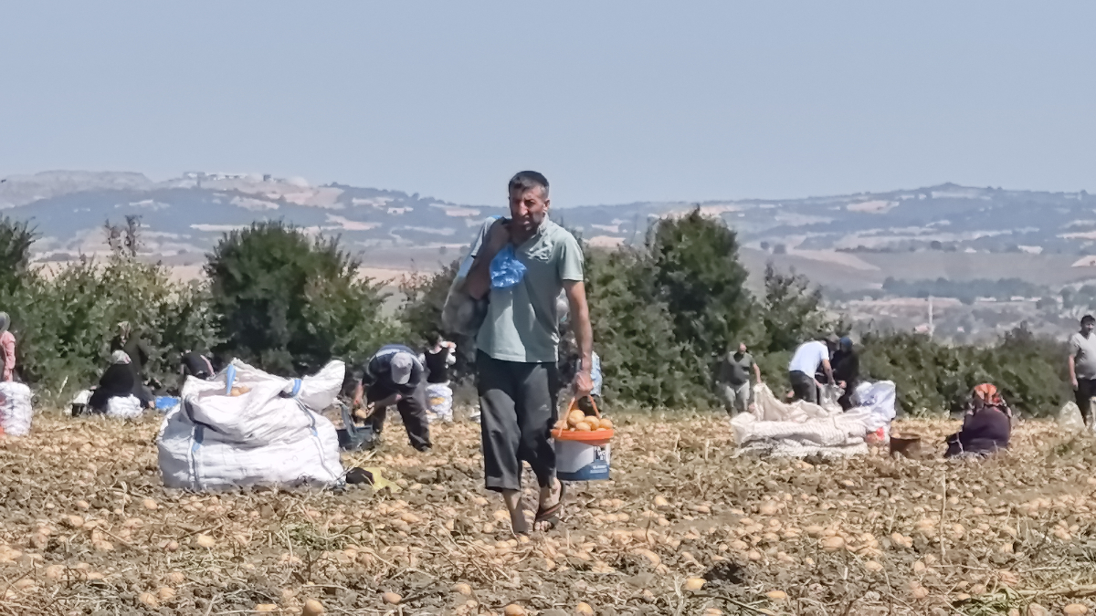 İnegöl ilçesinde bir çiftçi, hasat yapmaktan vazgeçtiği tarlasındaki patatesleri vatandaşlara
