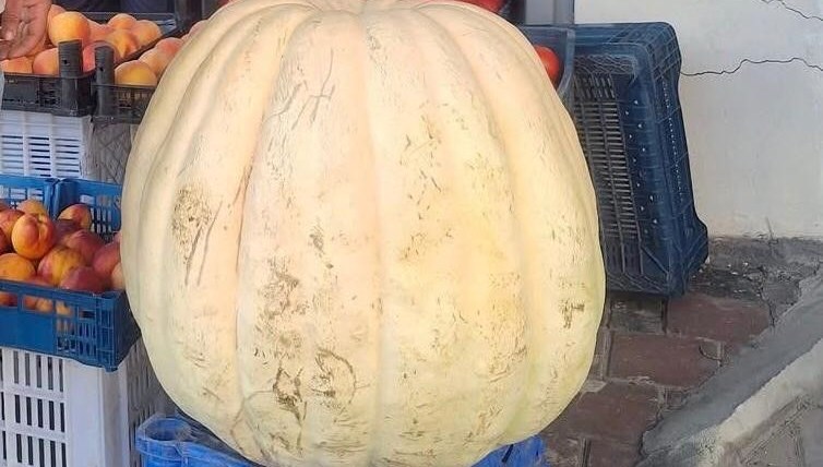 Manisa’nın Sarıgöl ilçesinde bir çiftçi tarafından yetiştirilen 85 kilogramlık devasa