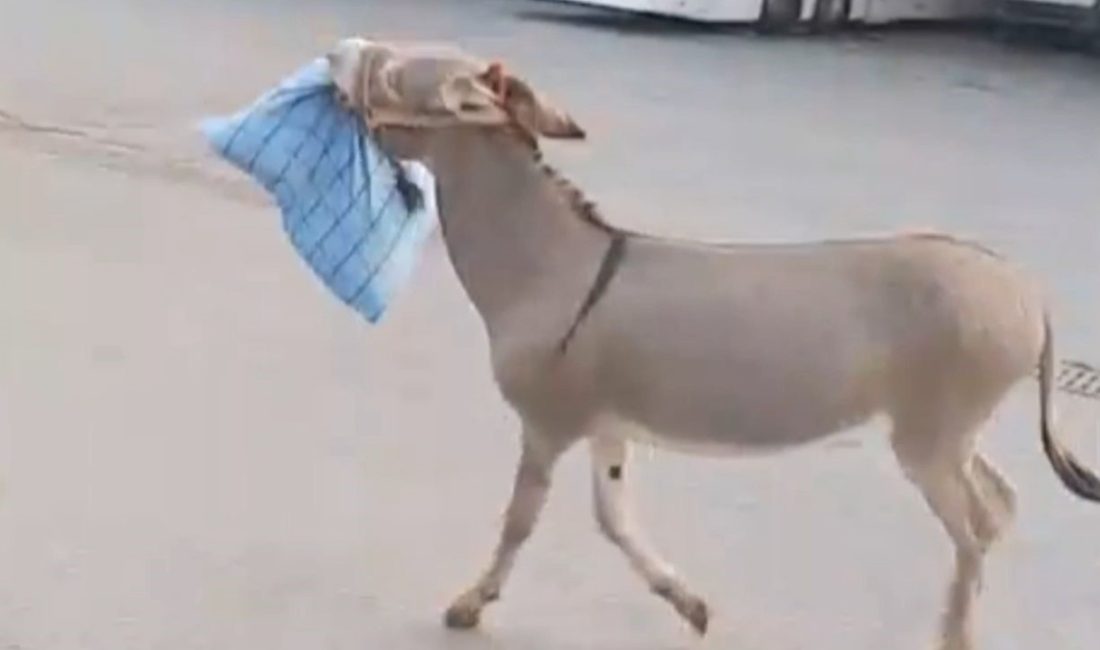 Kent otogarında başıboş dolaşan eşek, evvel dubayı akabinde da uyuyan