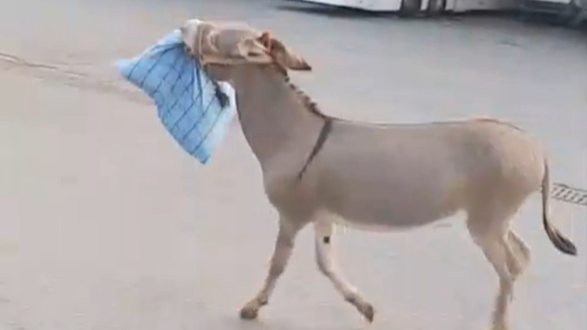 Kent otogarında başıboş dolaşan eşek, evvel dubayı akabinde da uyuyan