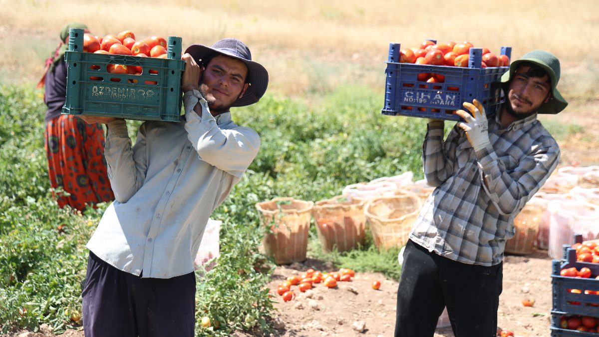 Kentte 2 bin dönümde 600 işçinin emeği ile toplanan domates