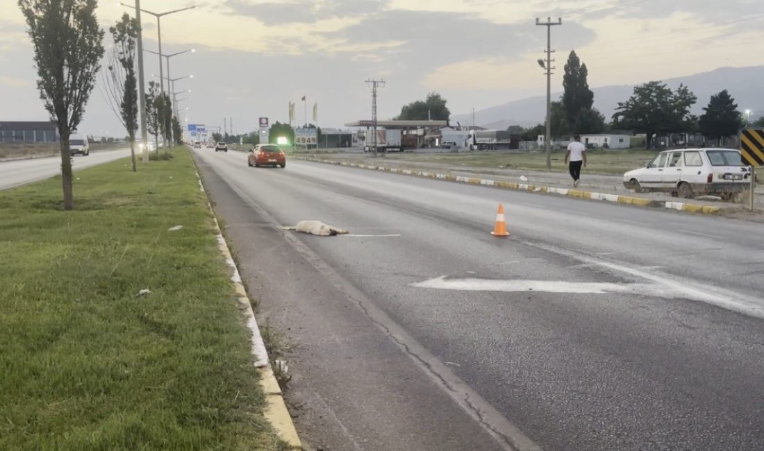 Erzincan-Erzurum kara yolu Akyazı mevkiinde bir köpek, araç çarpması sonucu