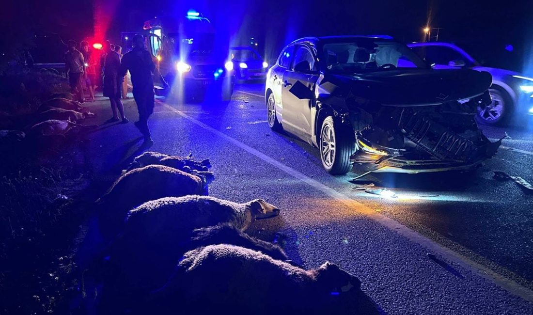 Erzincan'da cipin çarptığı sürüdeki 23 küçükbaş hayvan telef oldu, araçta