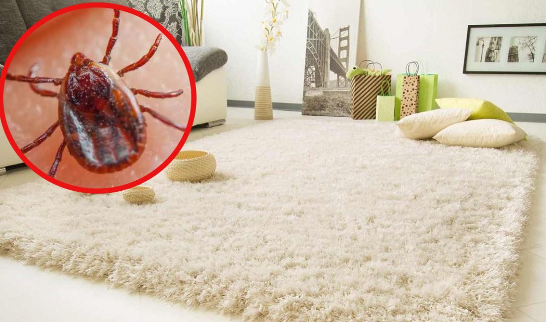 Yaz aylarının endişeli düşü keneler halbuki konutlarda o noktalarda günlerce