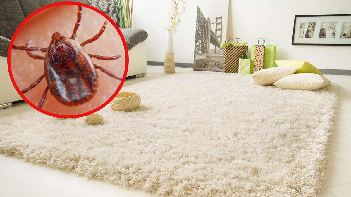 Yaz aylarının endişeli düşü keneler halbuki konutlarda o noktalarda günlerce
