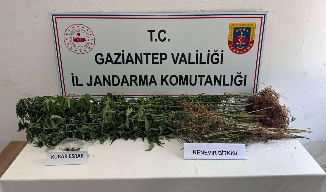 Gaziantep'te 428 kök kenevir bitkisi ile 1 kilo 518 gram