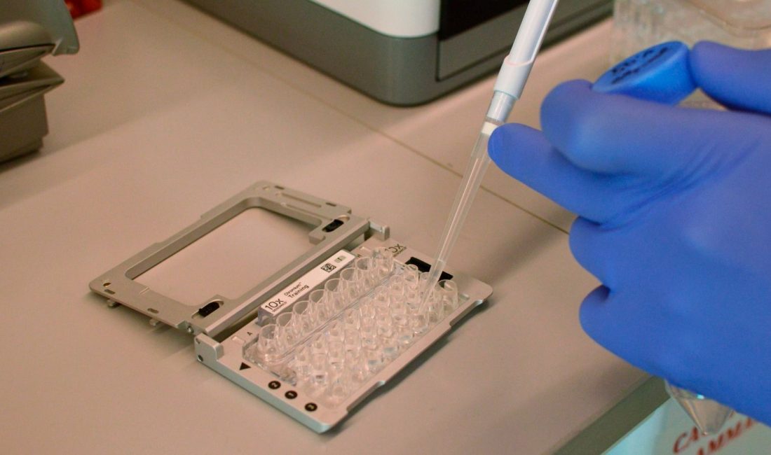Çinli bilim insanları, hem bitki hem de hayvan hücrelerinde DNA'yı