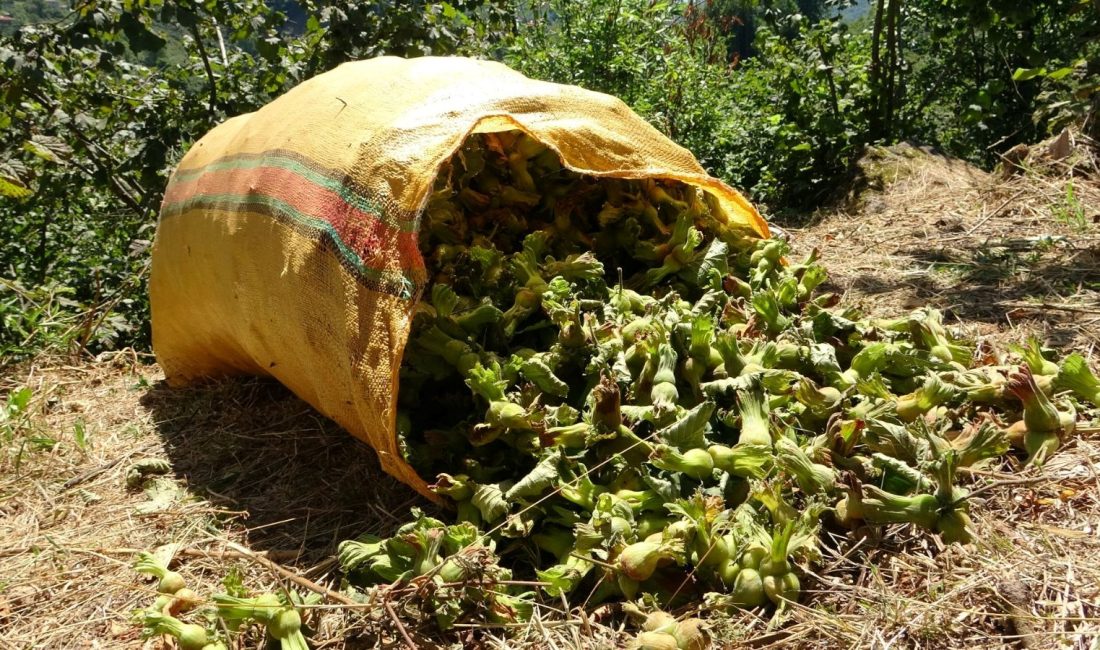 Türkiye'nin en değerli tarım eserlerinden biri olan fındıkta, Giresun'un kıyı