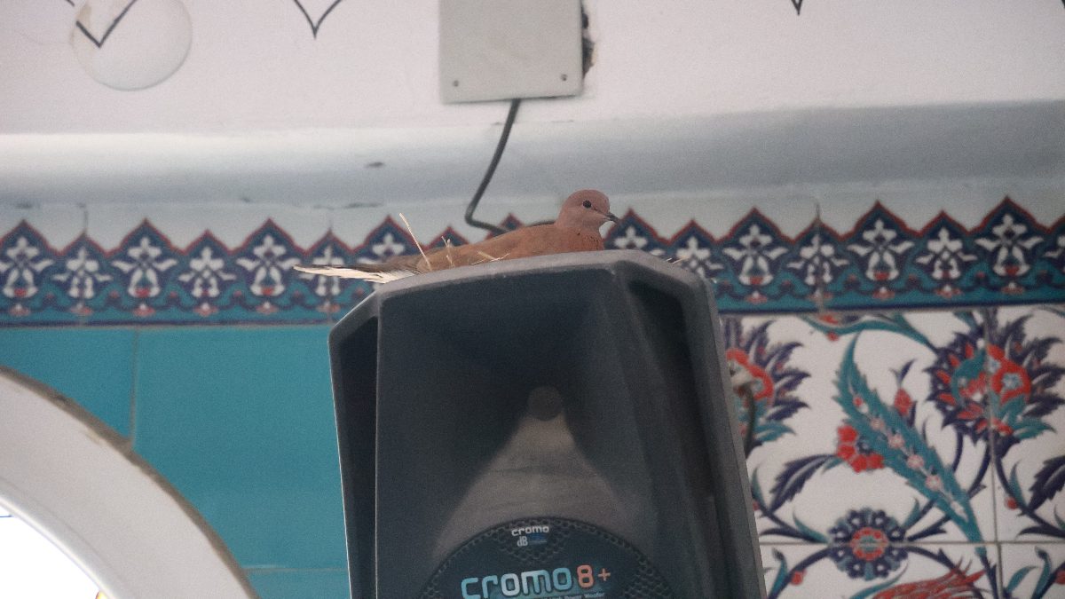 Hatay’daki Fahri Öksüz Camii’ne yuva yapan kuşlar, cemaat tarafından korunuyor.