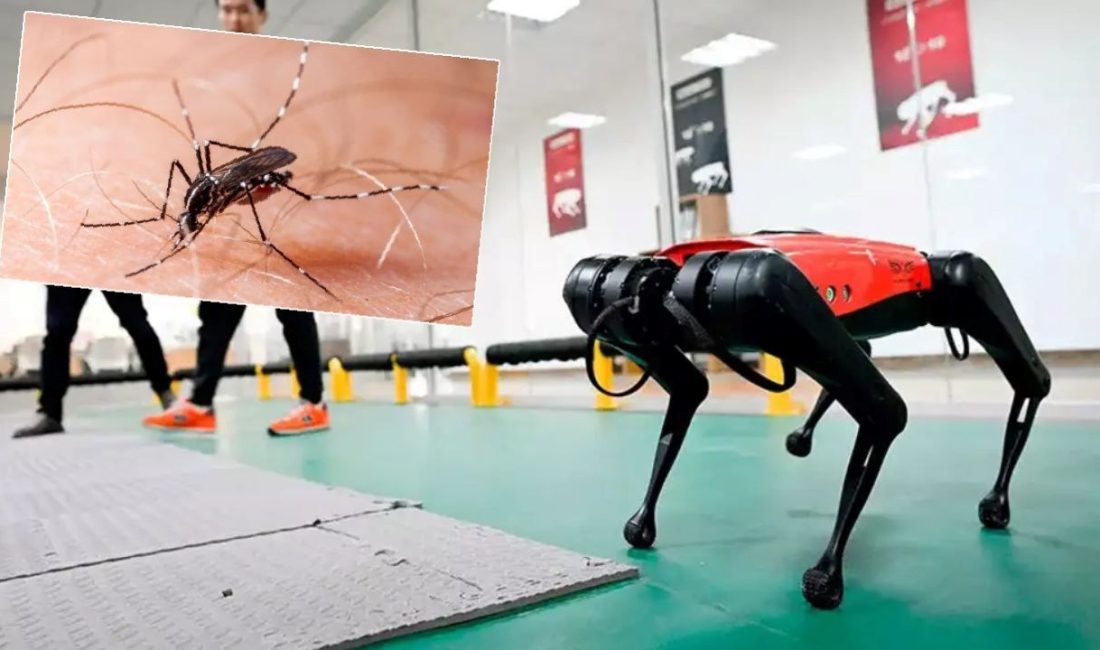 Hong Kong, sivrisinek kaynaklı chikungunya virüsünü denetim altına almak için