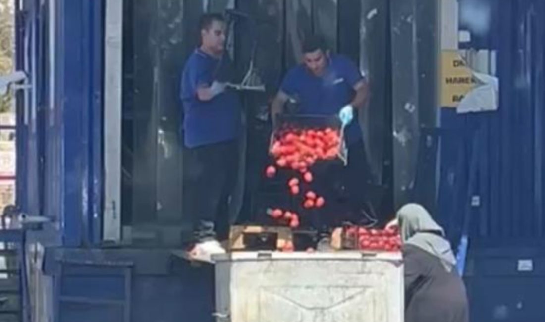 Ataşehir'deki bir zincir markette çalışanların kasa kasa domatesleri çöpe dökerken