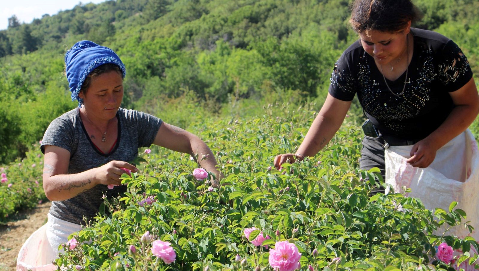 Zirai don, Isparta'daki gül bahçelerini de vurdu. Rekolte yüzde 30