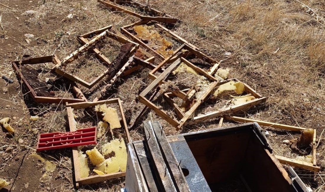 Onikişubat ilçesinde bal üreticisinin kovanlarına ayı saldırması sonucu 10 adet