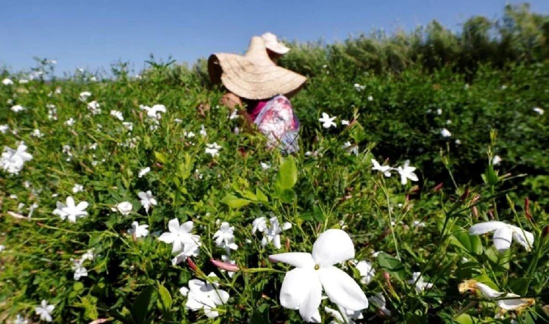 Yasemin, dünyada parfüm üretiminde kullanılan en kıymetli çiçeklerden biri. Lakin
