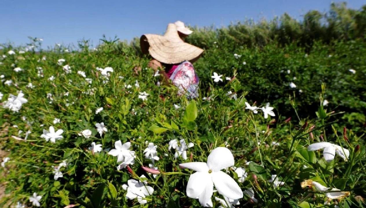 Yasemin, dünyada parfüm üretiminde kullanılan en kıymetli çiçeklerden biri. Lakin