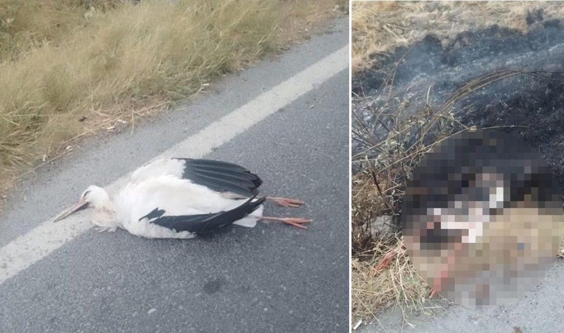 İstanbul'un Büyükçekmece ilçesinde göç yolundaki iki leylek, yüksek tansiyon çizgisine