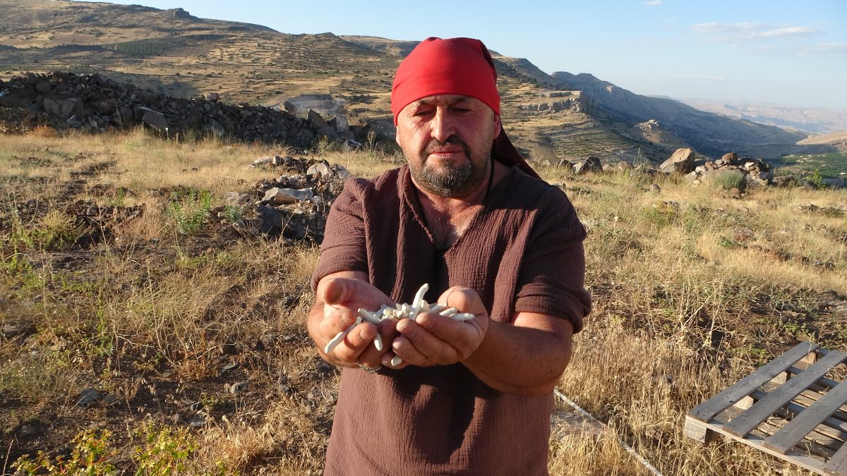Malatya'nın dağlık bölgelerinde bizatihi yetişen kenger bitkisinden elde edilen sakız,