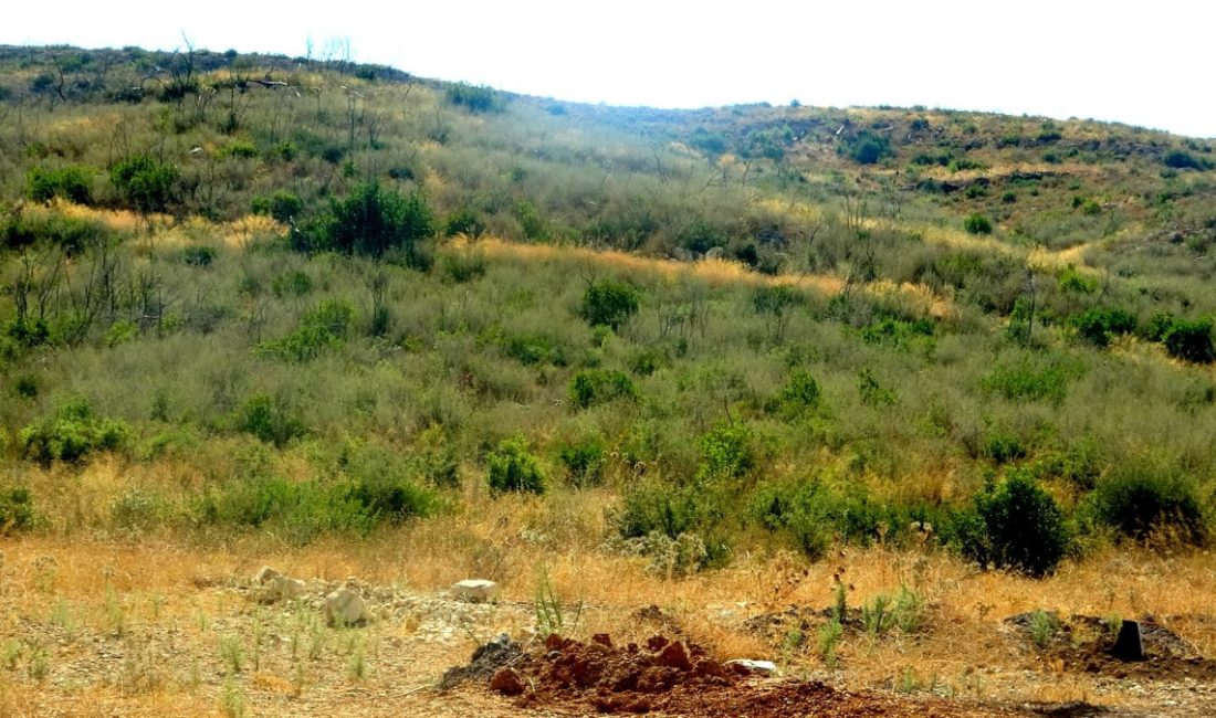 Milas ilçesine bağlı Çökertme Mahallesi'ndeki ormanlar 2021 yılının Ağustos ayında