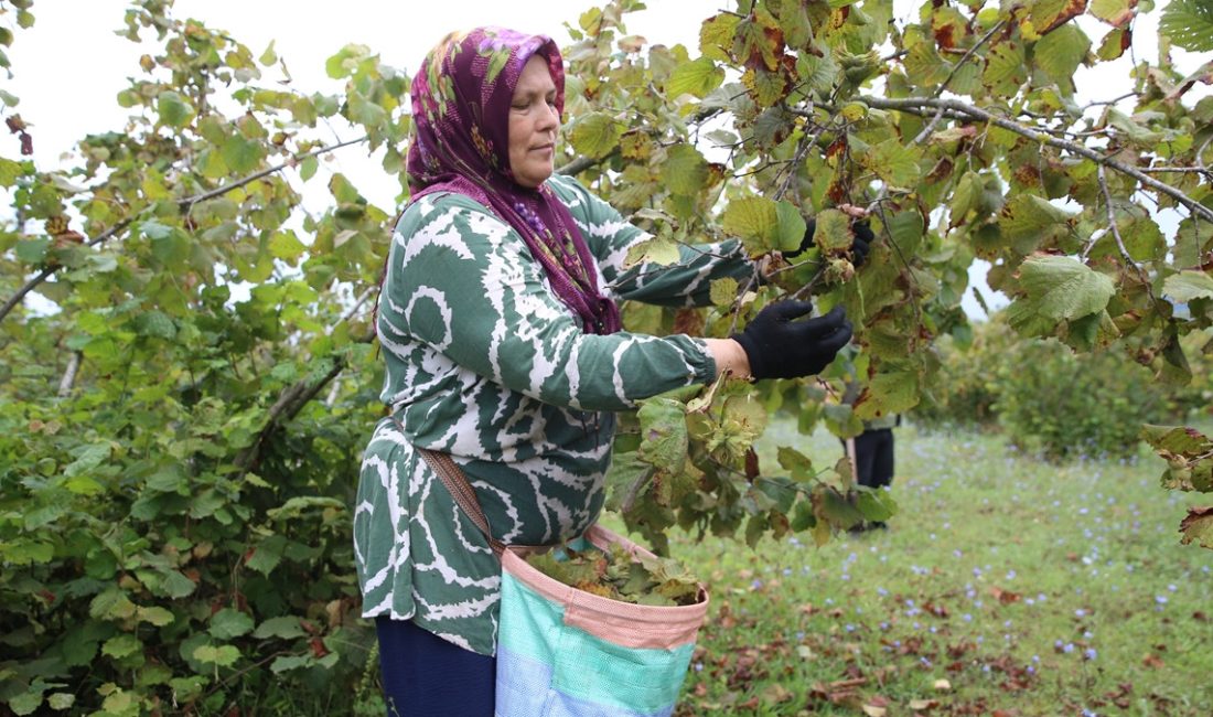 Kent genelinde kıyı kesitindeki fındık üreticileri, 4 Ağustos olarak belirlenen