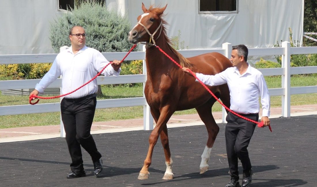 Tarım İşletmeleri Genel Müdürlüğü, Bursa Karacabey tesisinde yetiştirilen 68 yarış