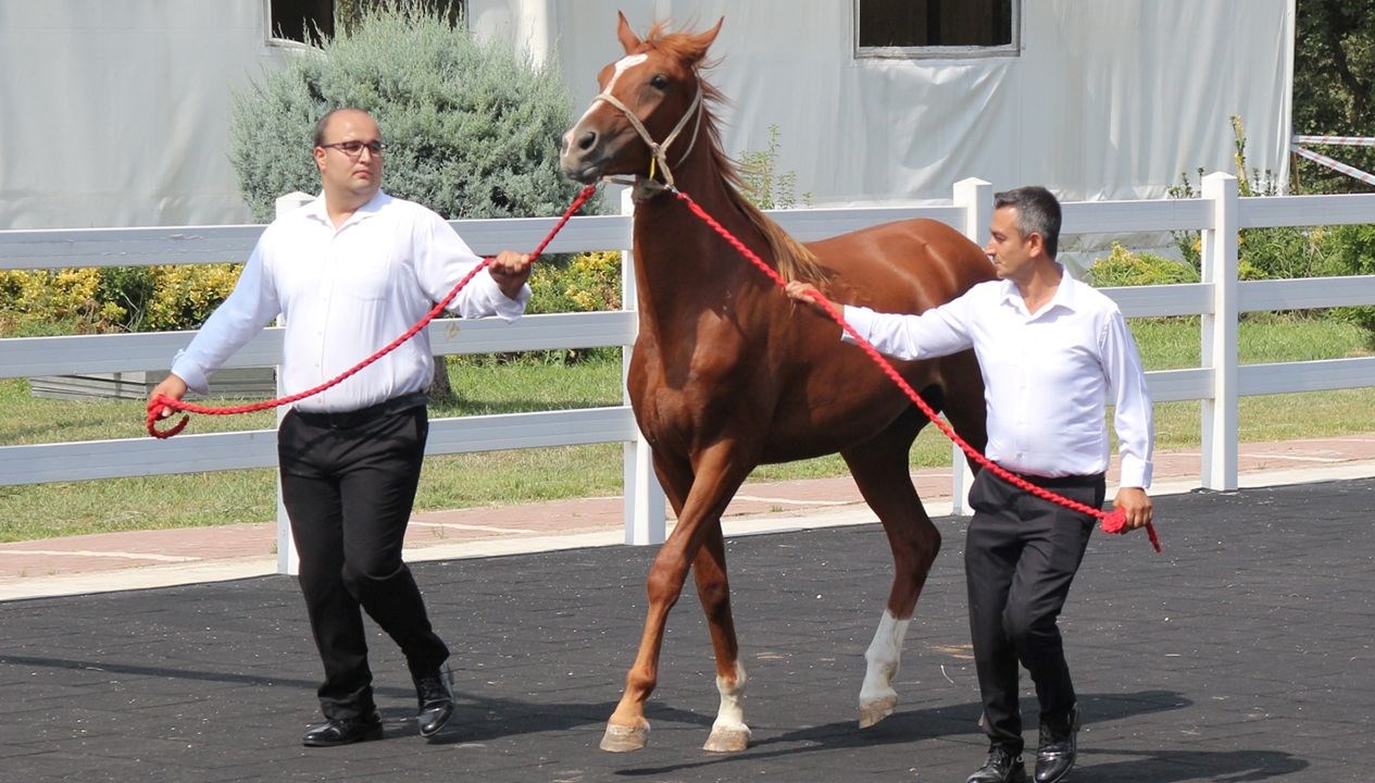 Tarım İşletmeleri Genel Müdürlüğü, Bursa Karacabey tesisinde yetiştirilen 68 yarış