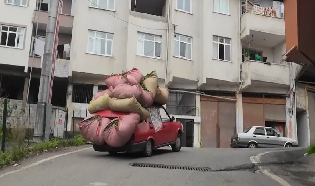 Yaklaşık 700 kilograma kadar yaş çay yüklediği arabasıyla virajlı yollarda