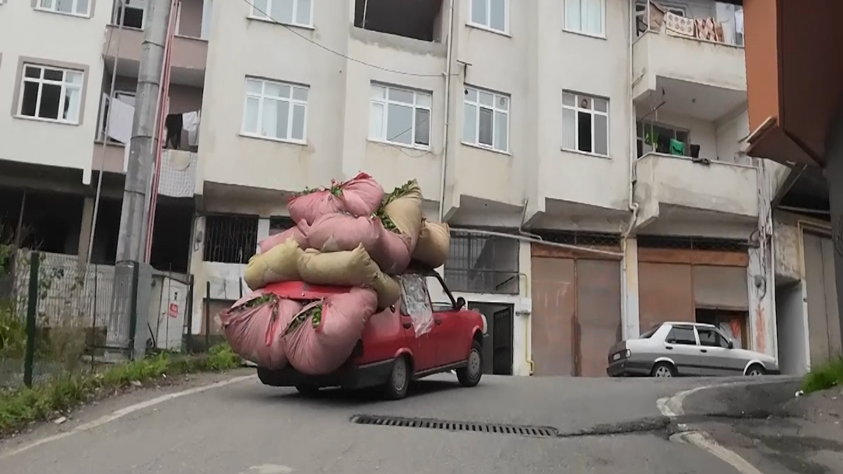 Yaklaşık 700 kilograma kadar yaş çay yüklediği arabasıyla virajlı yollarda