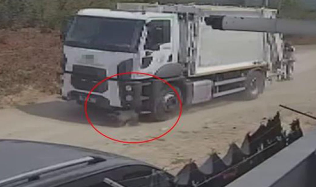 Sakarya'da yola fırlayan köpekler çöp kamyonunun altında kalarak telef oldu.
