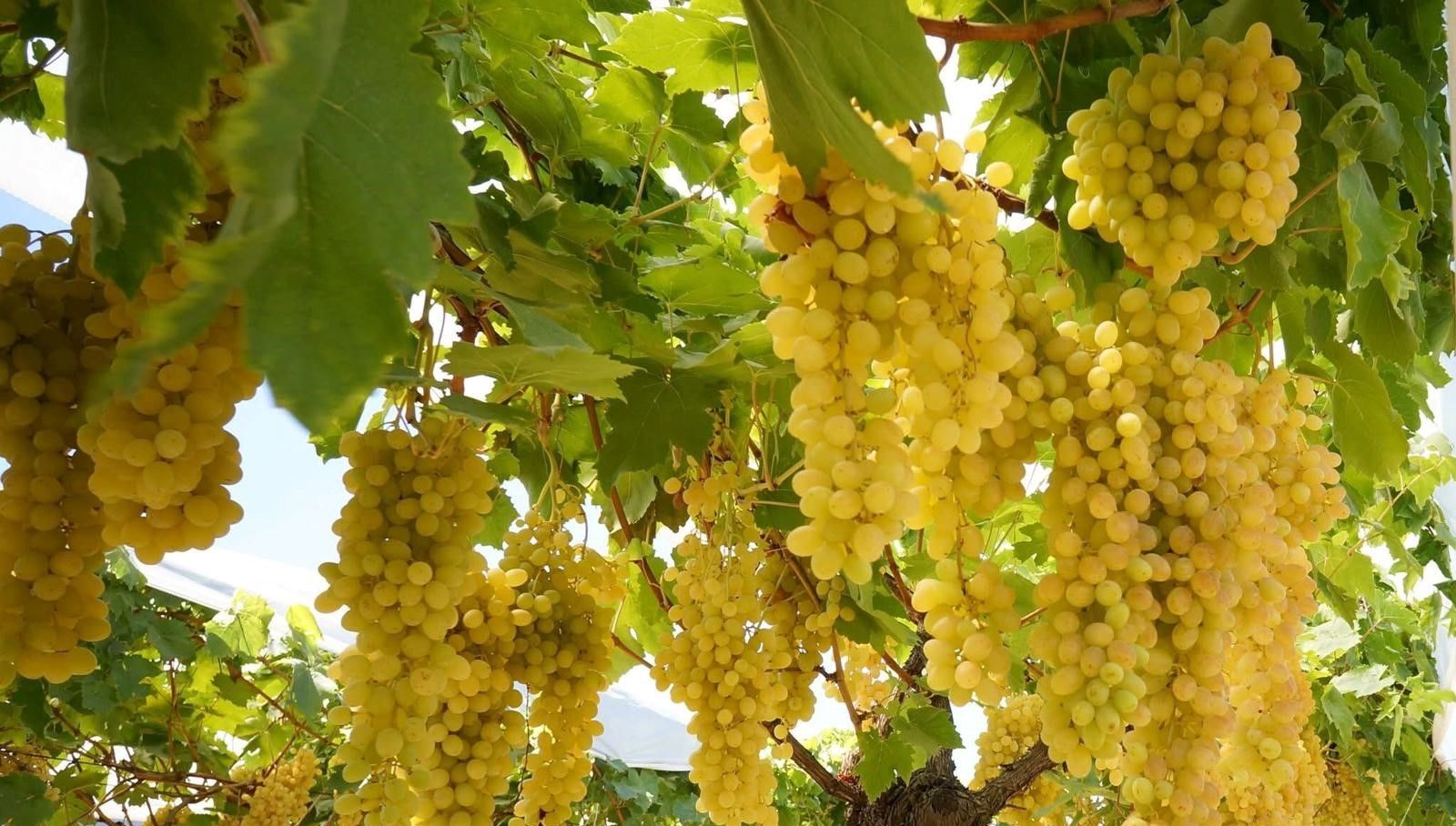 Manisa'nın dünyaca ünlü Sultani çekirdeksiz üzümünün yetiştirildiği Sarıgöl Ovasında hasat