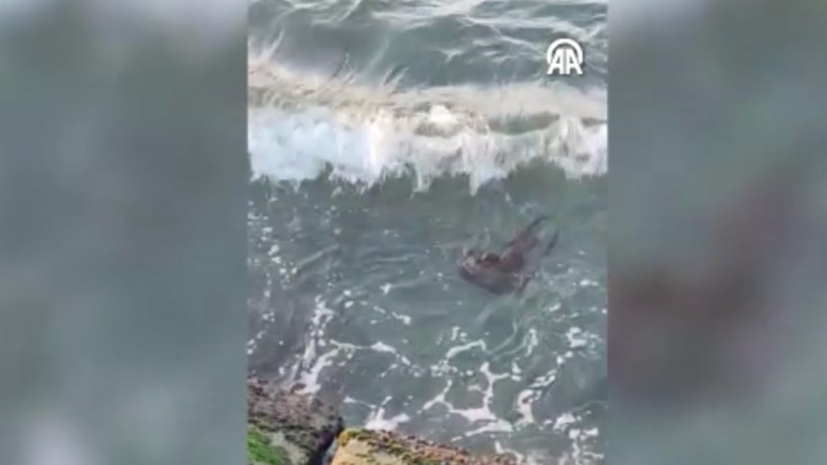 Geçen yıl Silivri kıyılarında görülen Avrasya su samuru, Marmara Denizi'nin
