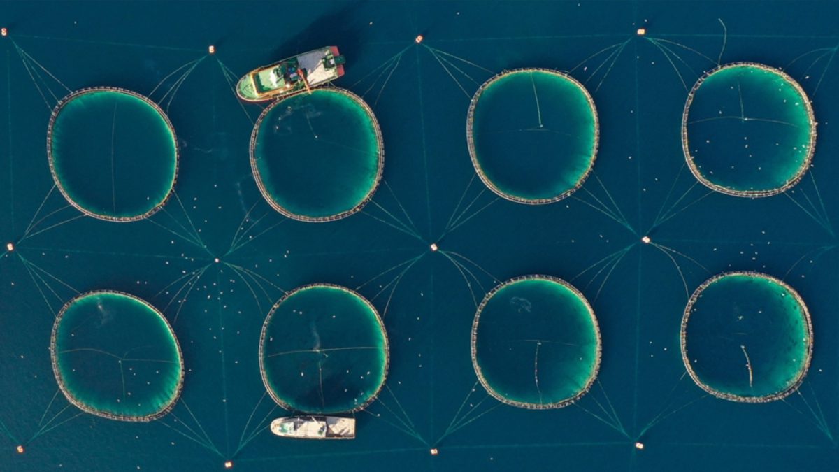 Su ürünleri üretim planlamasında yer alan tür sayısının 16'ya yükseltildiğini