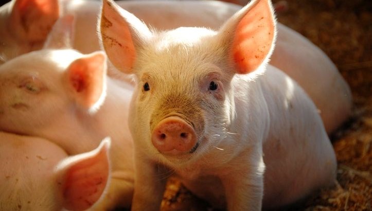 Çinli bilim insanları, dünyada birinci defa domuzdan beşere akciğer naklini