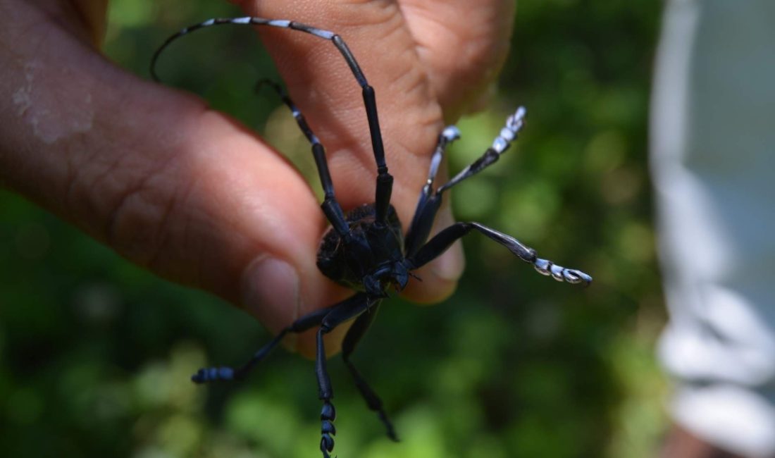 Halk ortasında 'Drakula' olarak bilinen uzun antenli turunçgil böceği ile