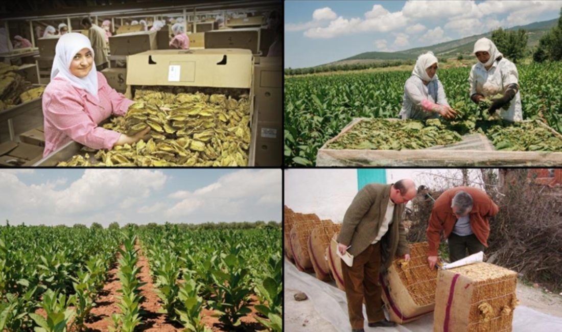 Tarım ve Orman Bakanlığı'nın Resmi Gazete'de yayımlanarak yürülüğe giren tütün