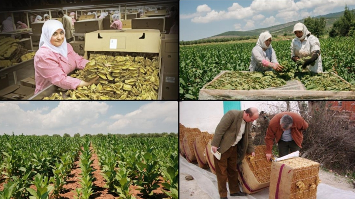 Tarım ve Orman Bakanlığı'nın Resmi Gazete'de yayımlanarak yürülüğe giren tütün