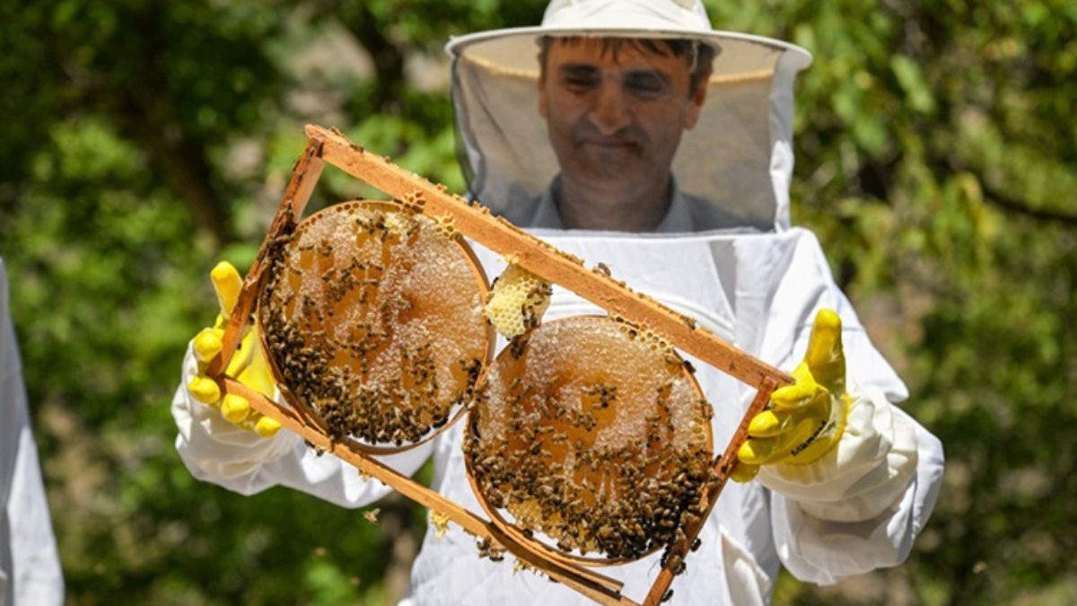 Van'ın Çatak ilçesinde 2 bin 700 rakımlı bölgelerde karakovan balının