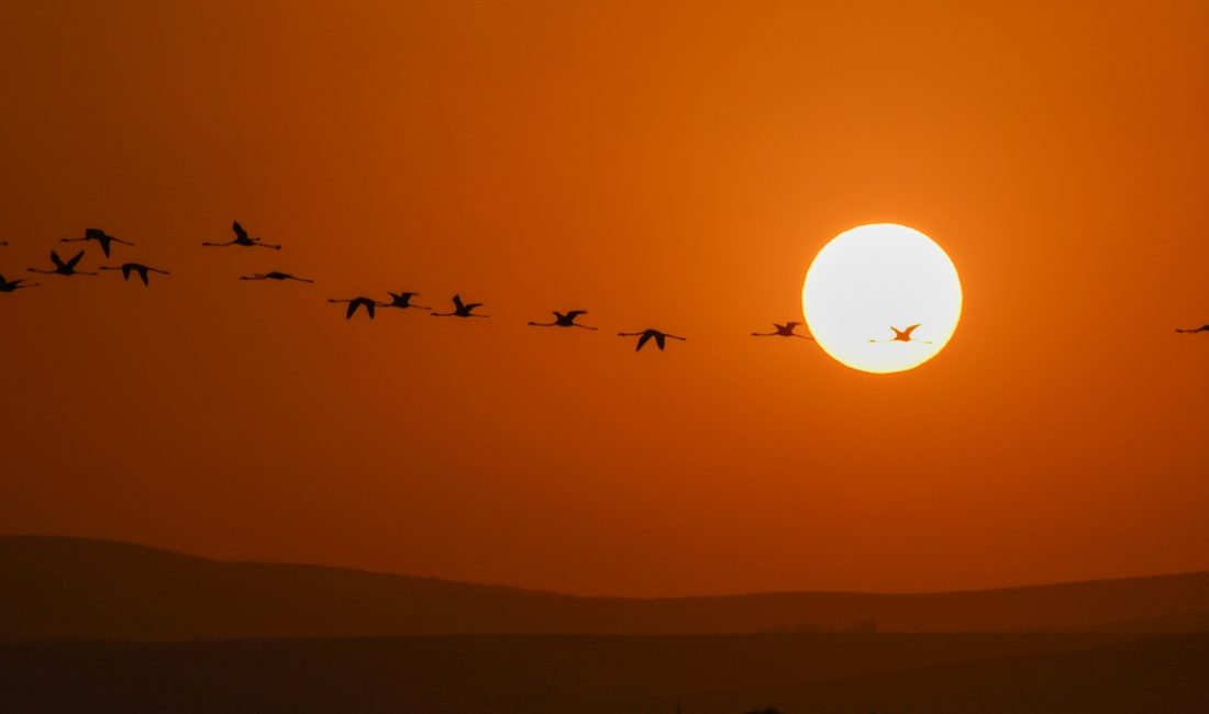 Van Gölü Havzası'nda konaklayan flamingolar gün batımıyla birlikte fotoğraf sevenlerin