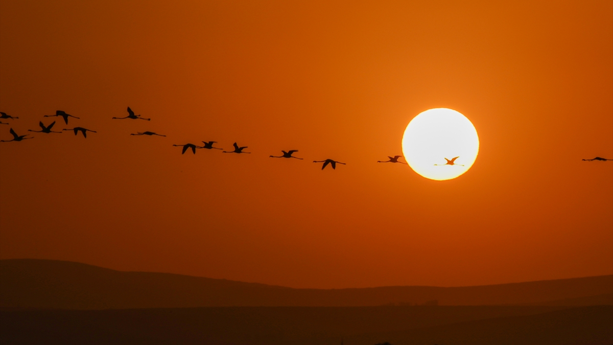 Van Gölü Havzası'nda konaklayan flamingolar gün batımıyla birlikte fotoğraf sevenlerin