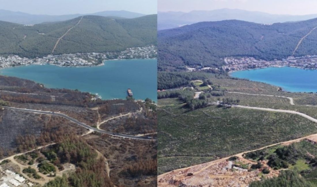 Orman yangınlarının akabinde iklime, toprağa ve rakıma uygun fidanlarla yapılan