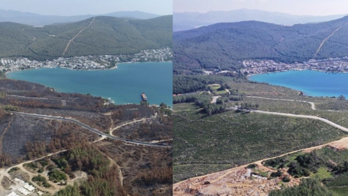 Orman yangınlarının akabinde iklime, toprağa ve rakıma uygun fidanlarla yapılan