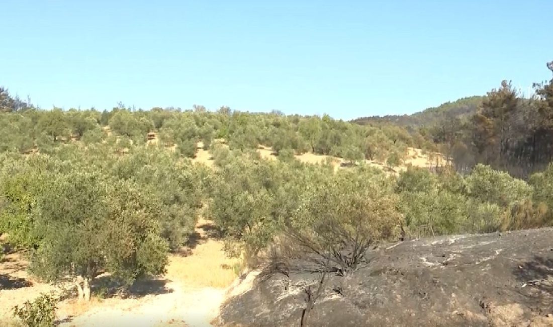 Çanakkale'deki orman yangınında çok sayıda tarla ve bahçe de küle