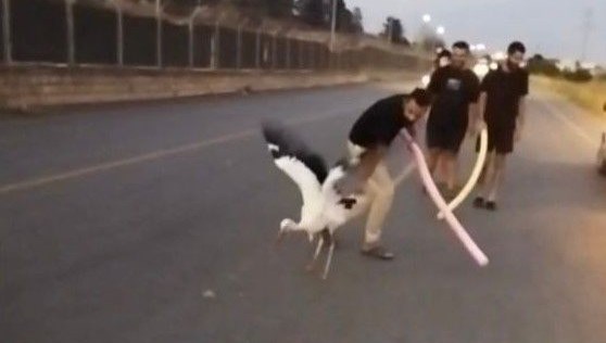 Osmaniye’nin Toprakkale ilçesinde yol kenarında uçamayan ve yürümekte zorlanan leylek,