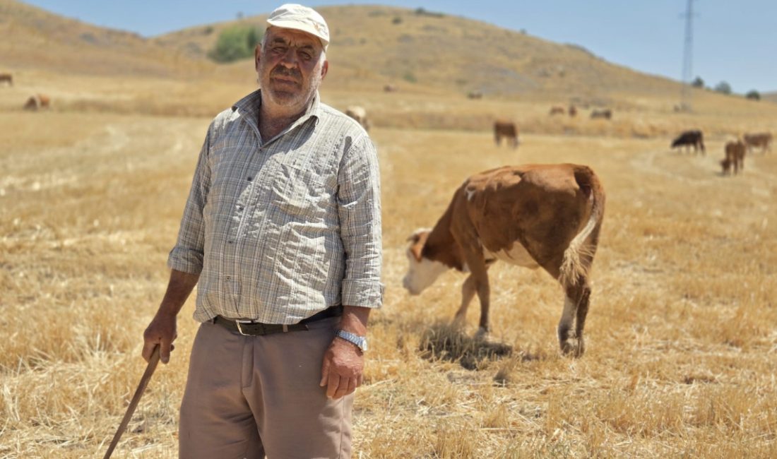 Araplı Kasabasının en eski ve en deneyimli çobanı olan Mustafa